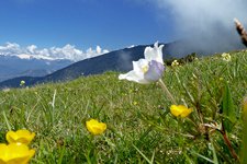 primavera sui prati del monte stivo
